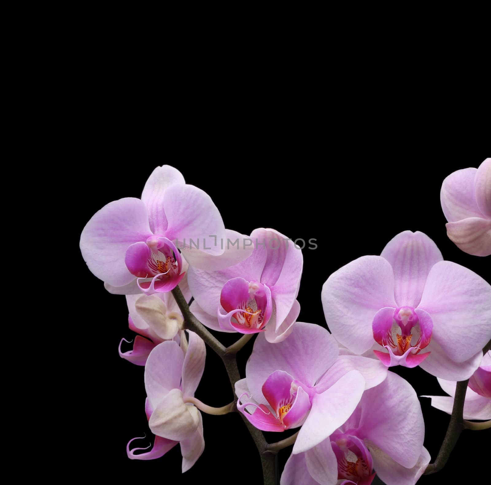 orchid flower by rudchenko