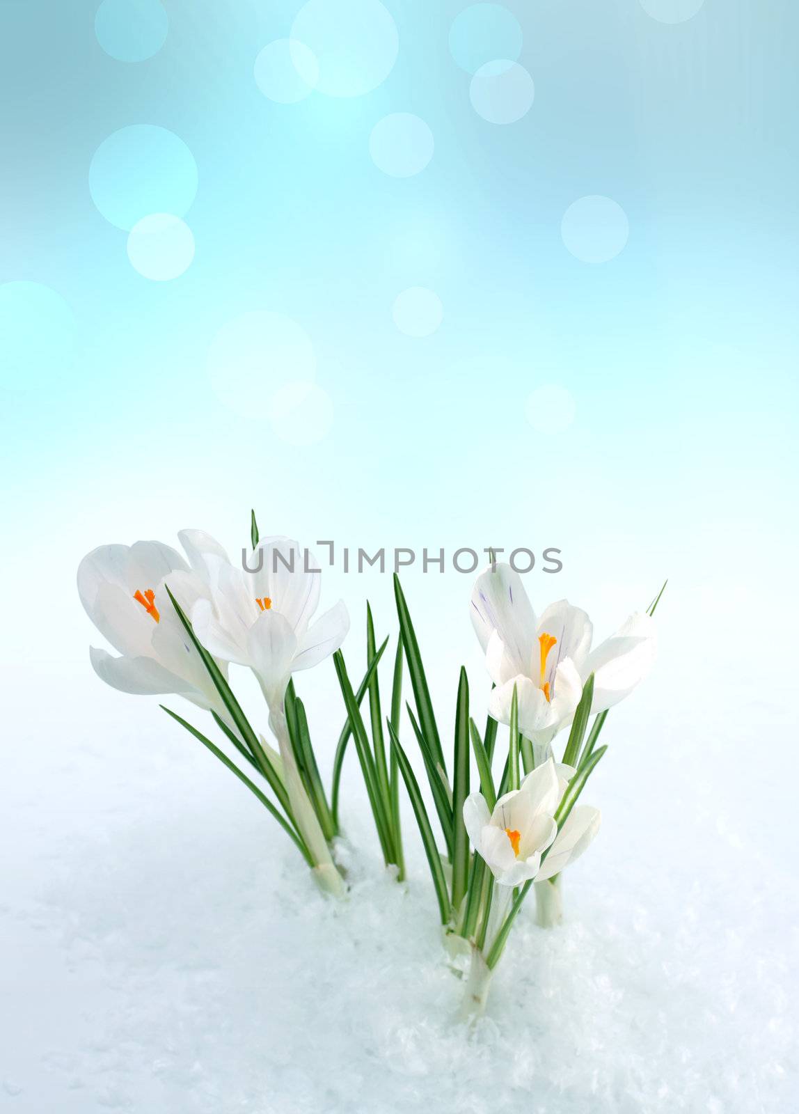 snowdrop in snow by rudchenko