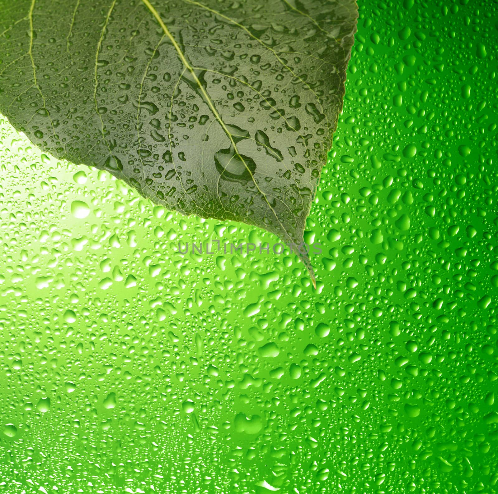 green leaf with water drops by rudchenko