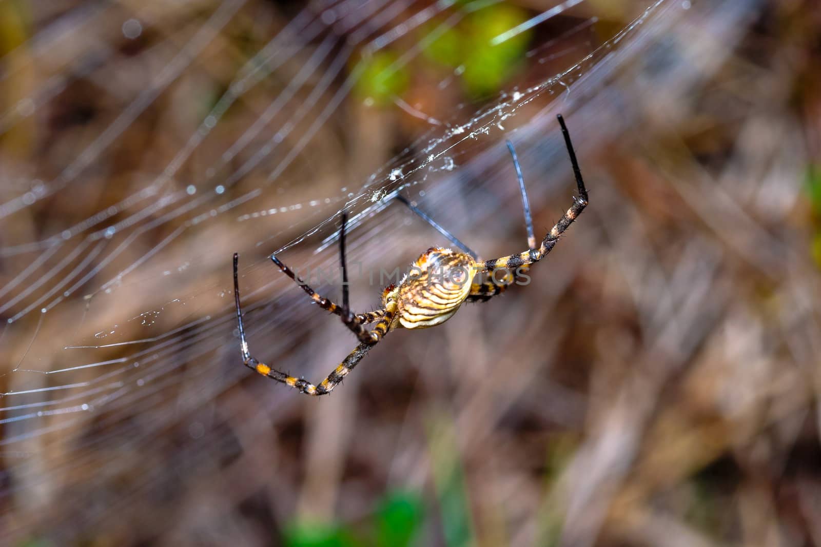 A spider,  Argiope bruennichi,  of considerable size and threatening aspect