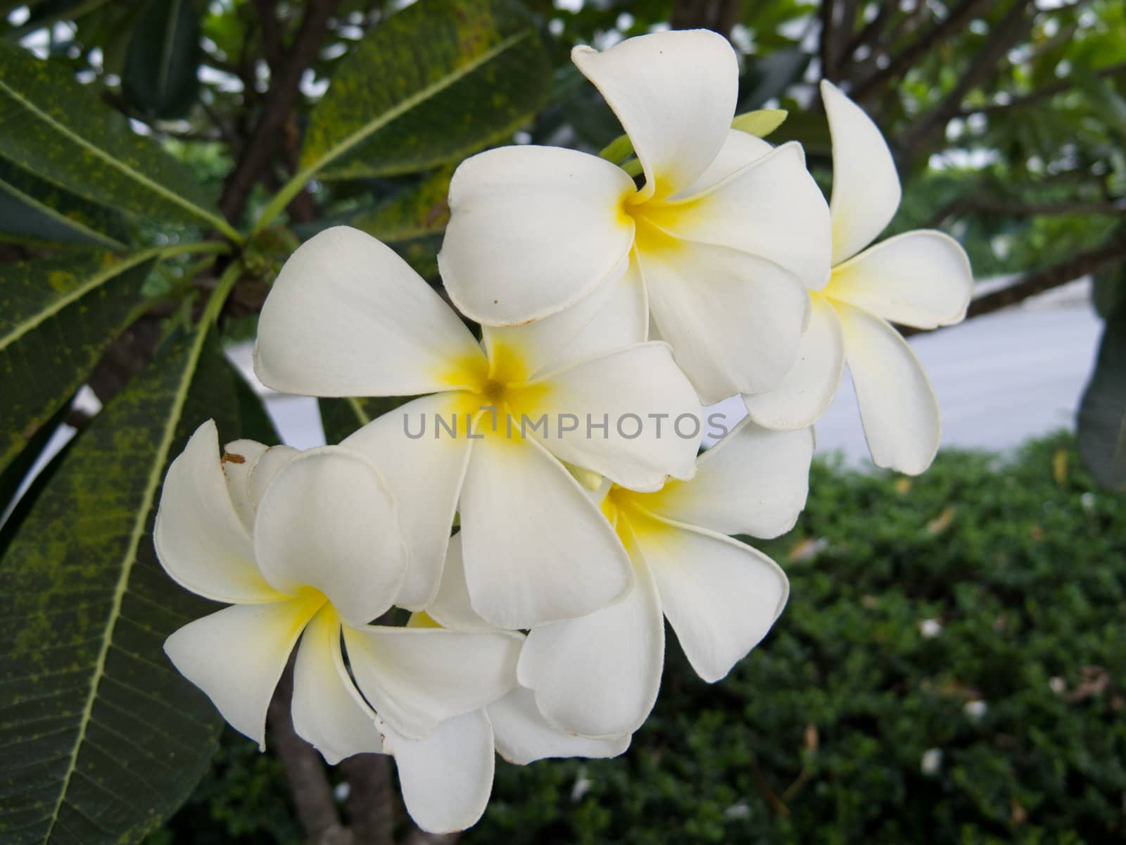 white flower which most of Thai's house have.