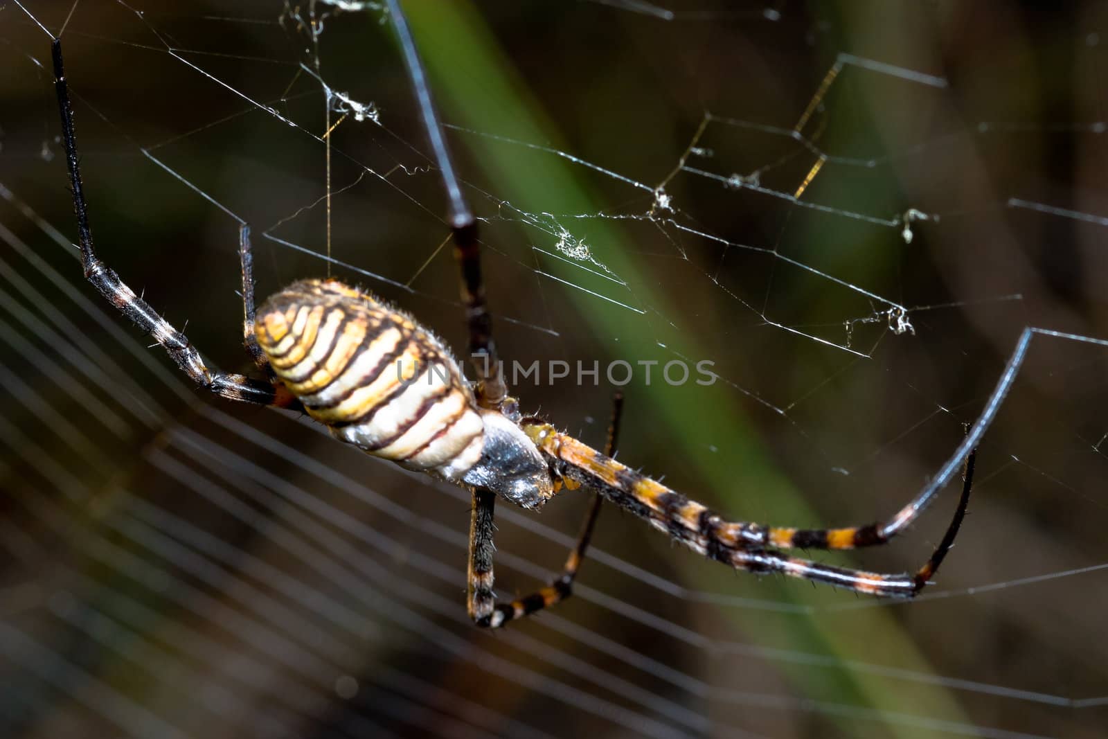 A spider,  Argiope bruennichi,  of considerable size and threatening aspect