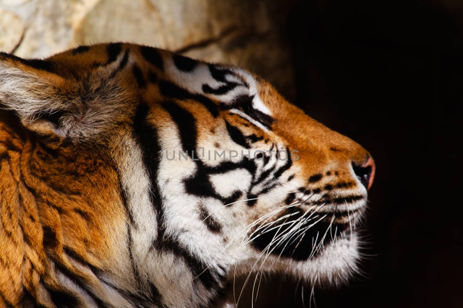Fantastic specimen  of Bengal tiger posing placidly