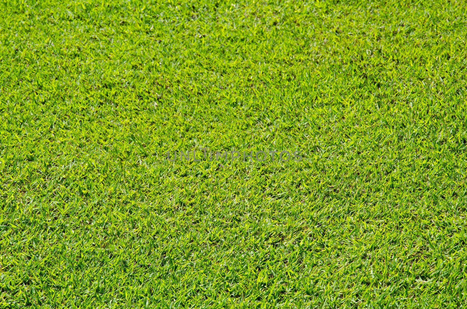Fresh Green Grass Texture and surface by chatchai