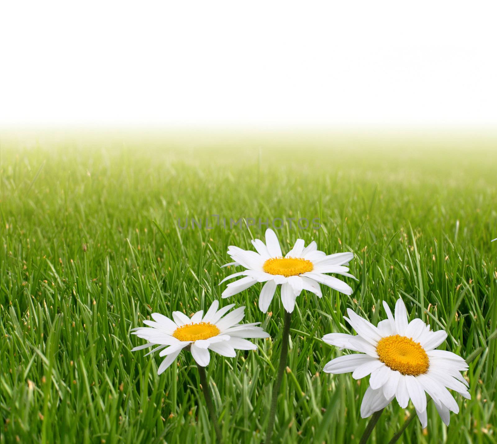 chamomile in green grass by rudchenko