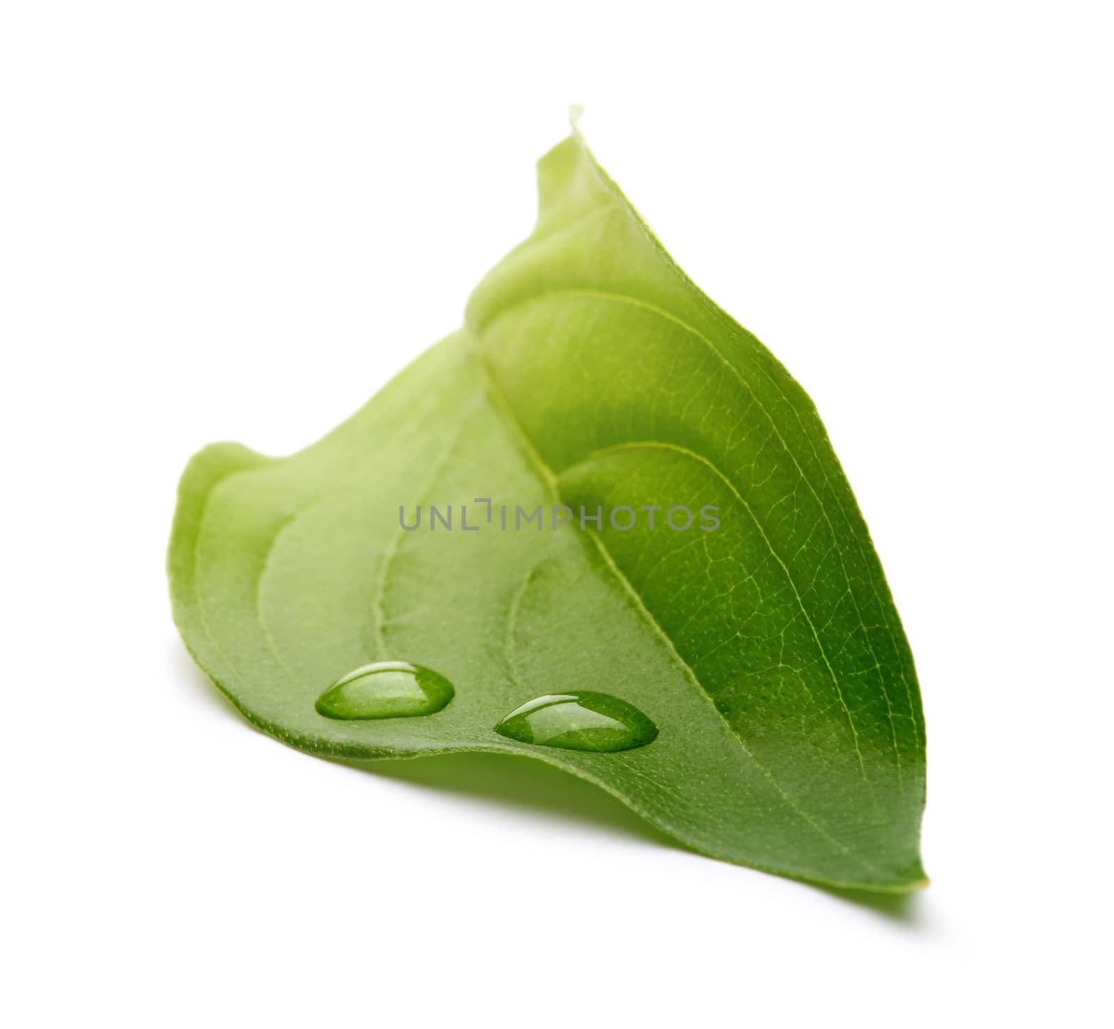 leaf with drops