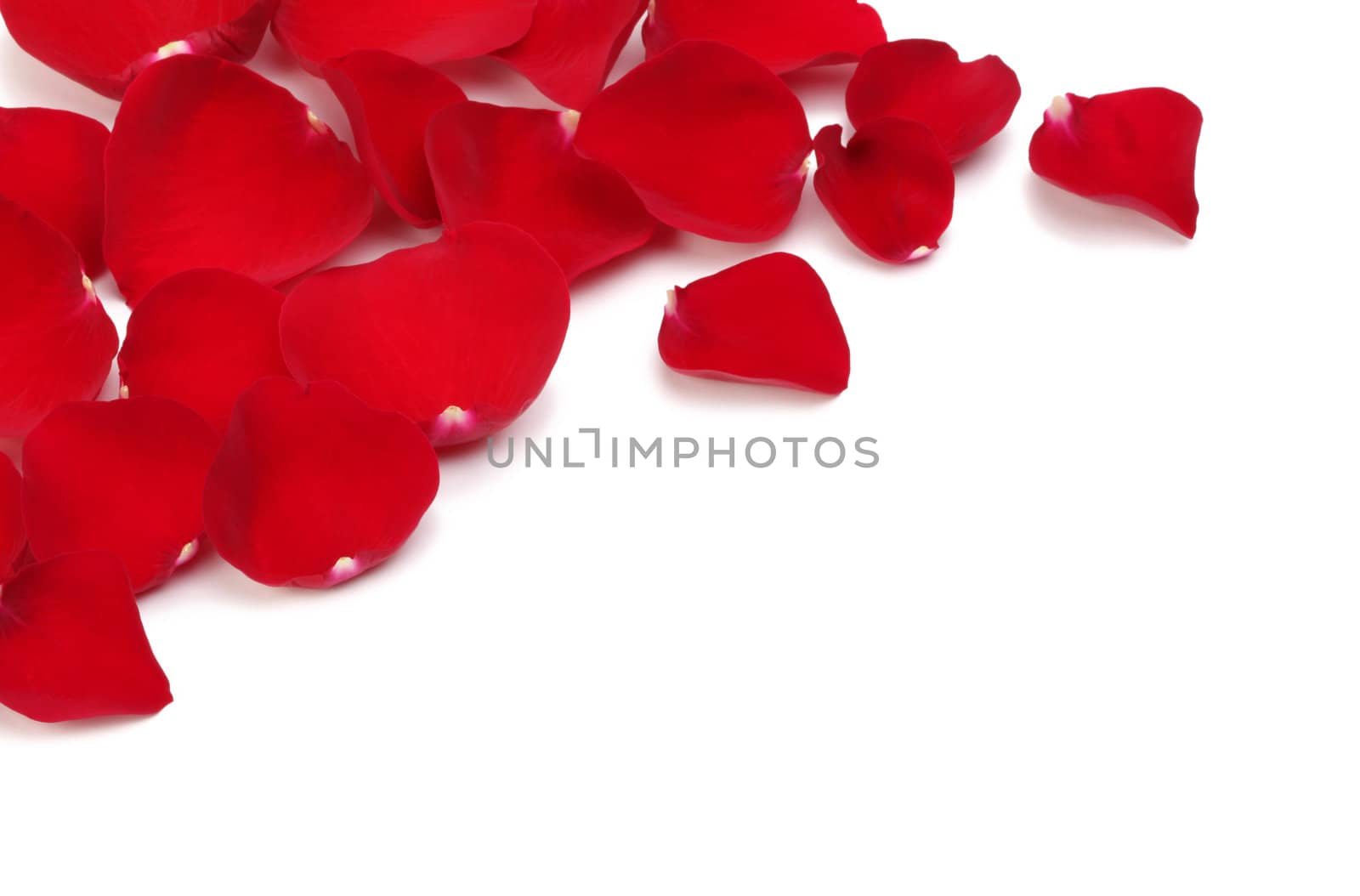 rose petals