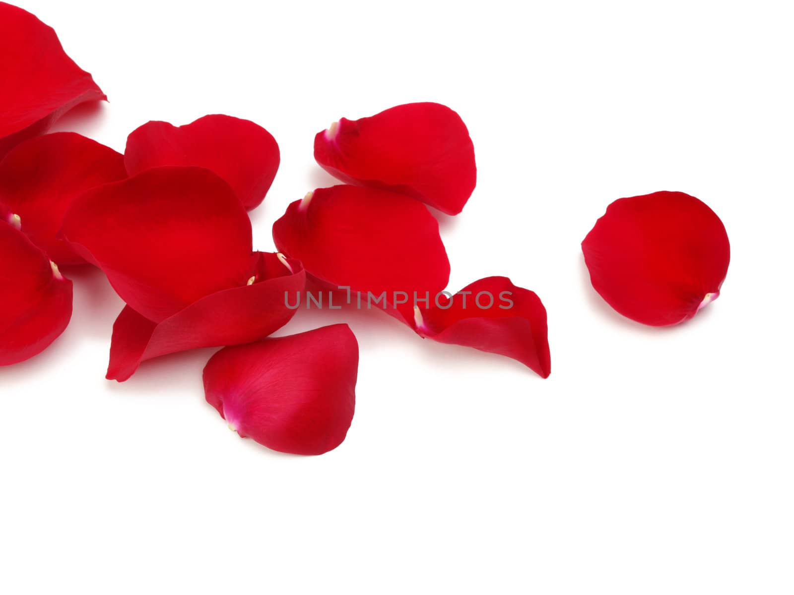 rose petals