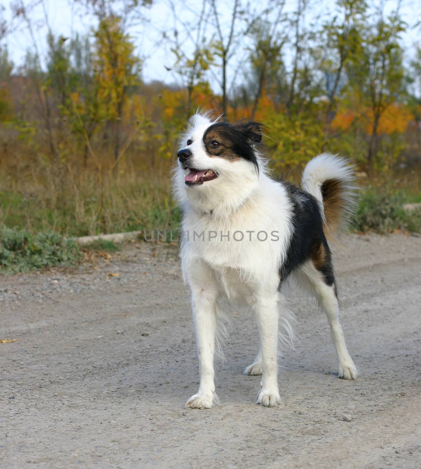 dog by rudchenko