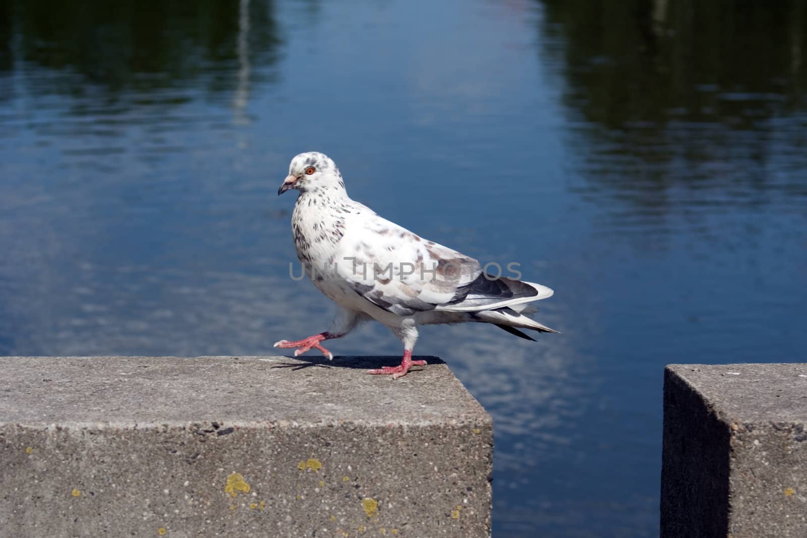 Dove, walking on the parapet on the embankment