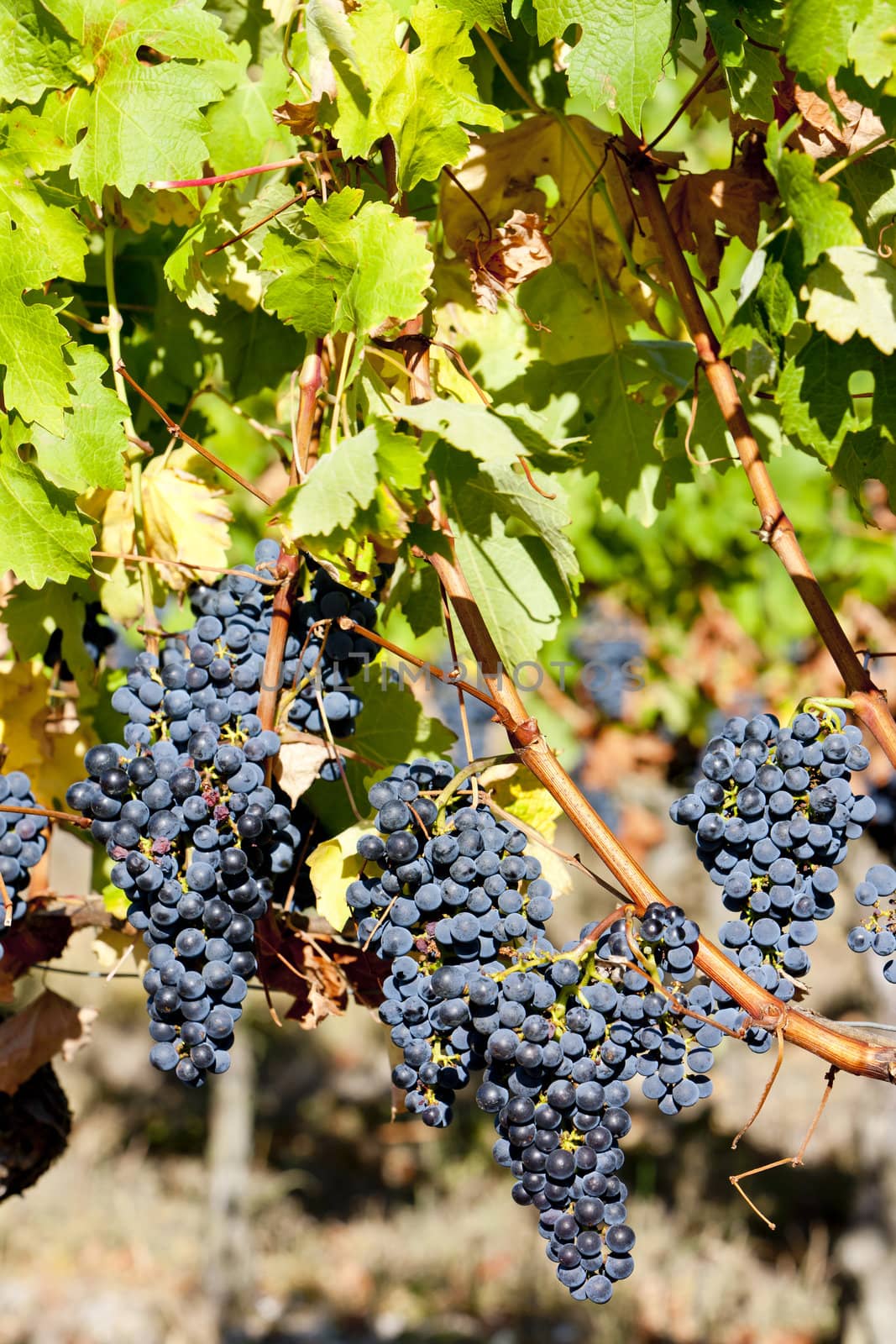 blue grape in Bordeaux Region, Aquitaine, France by phbcz