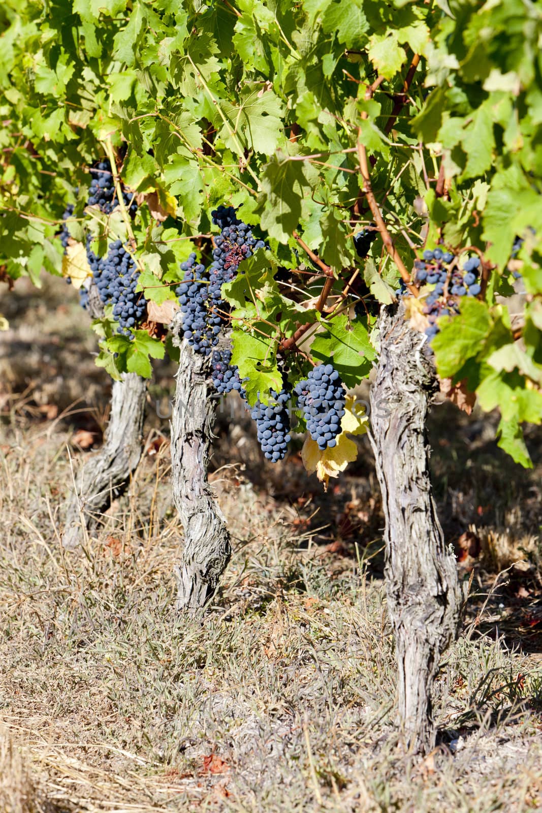 blue grape in Bordeaux Region, Aquitaine, France by phbcz