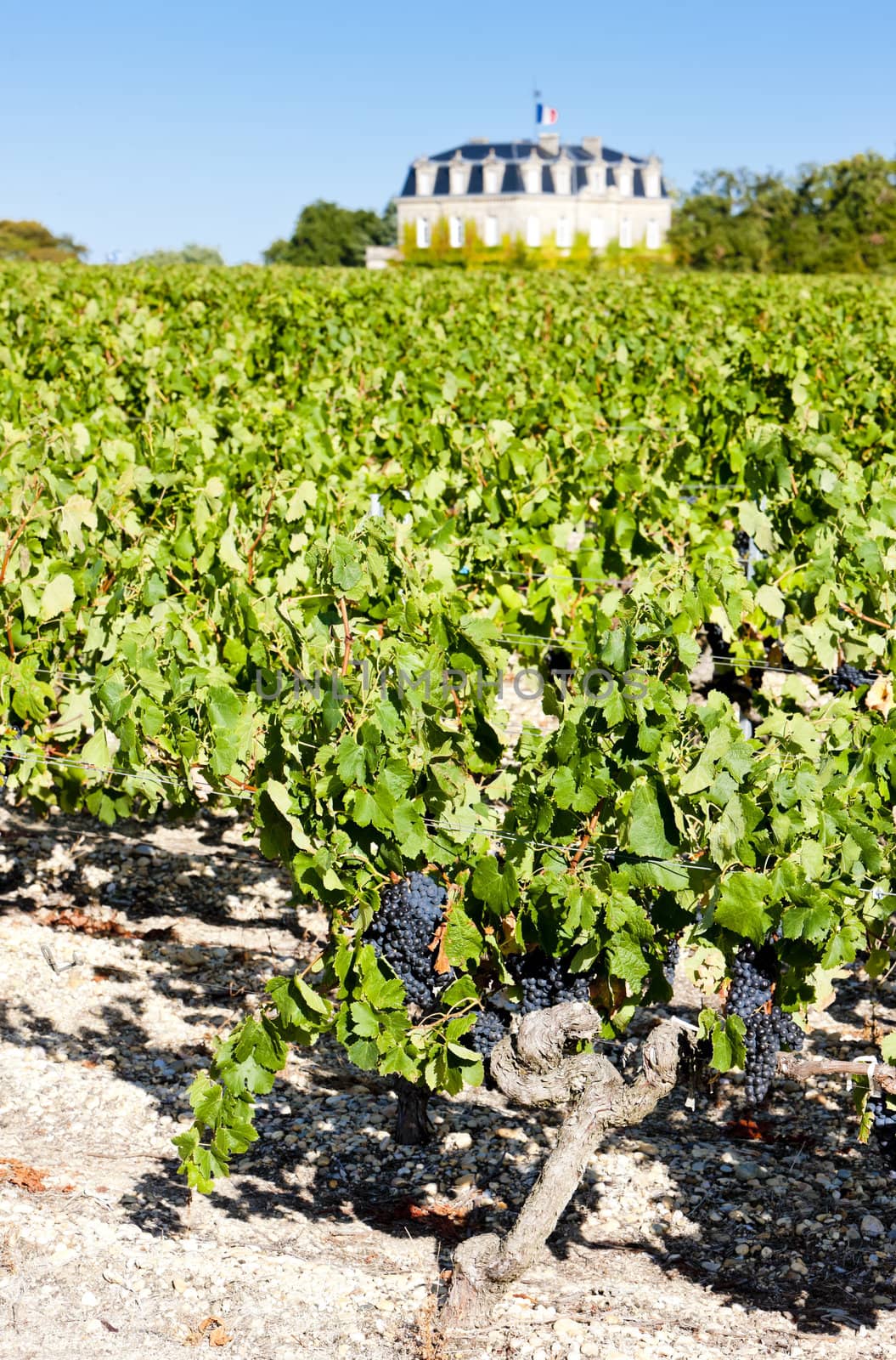 Chateau de la Tour, By, Bordeaux Region, France