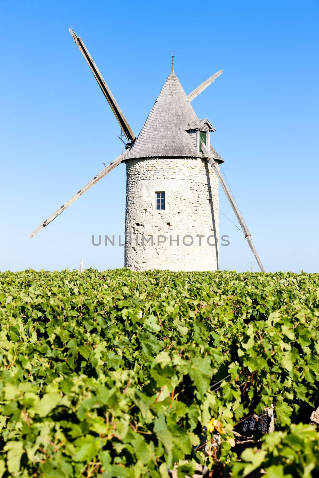 vineyard with windmill near Blaignan, Bordeaux Region, France