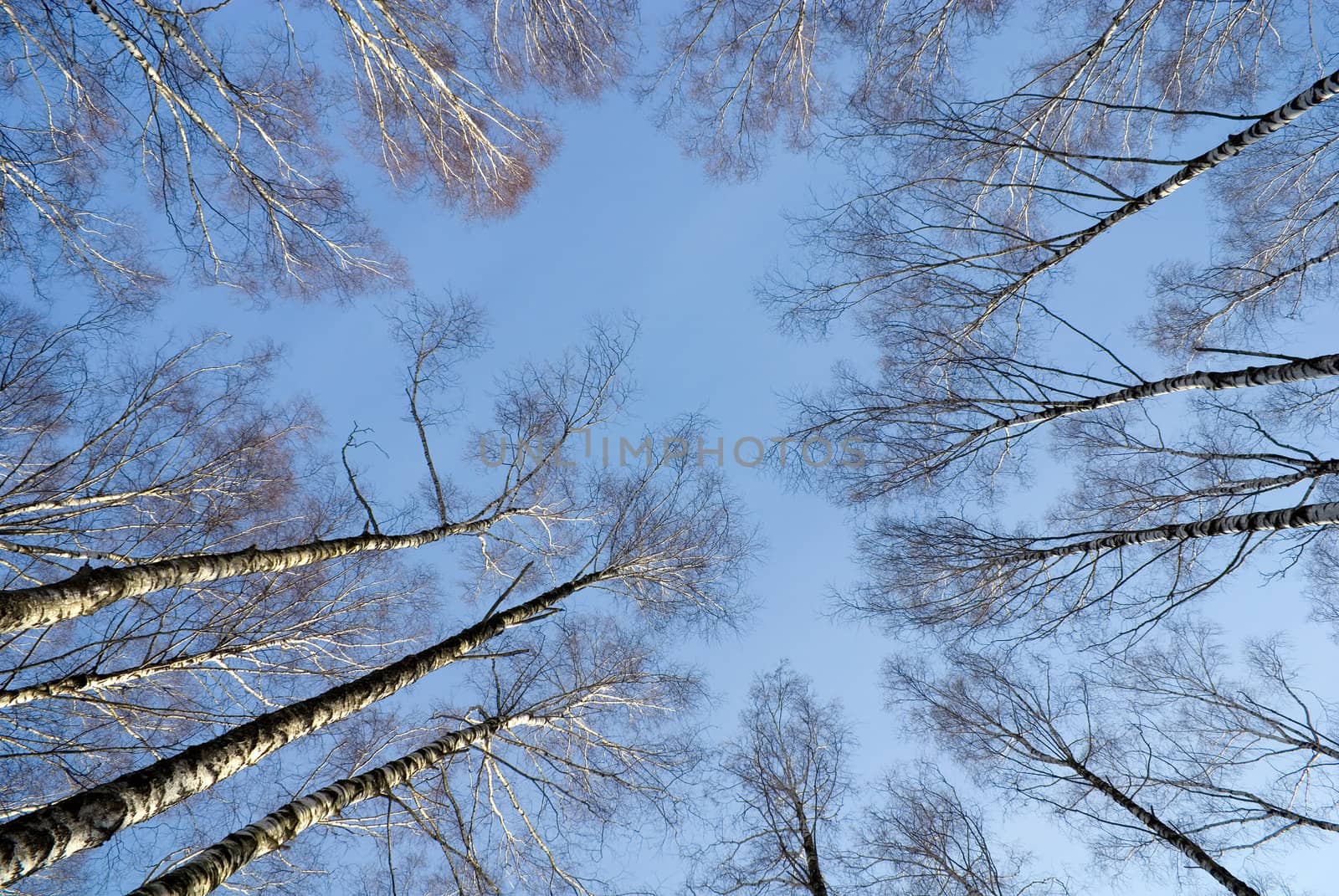 Look at sky through birches