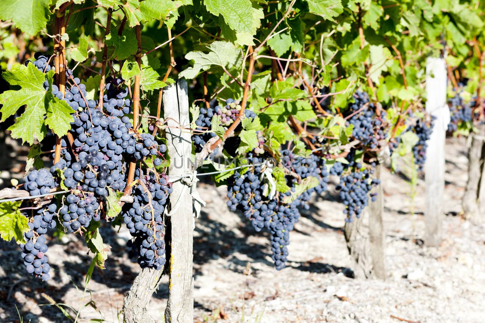 vineyard with blue grapes in Bordeaux Region, Aquitaine, France