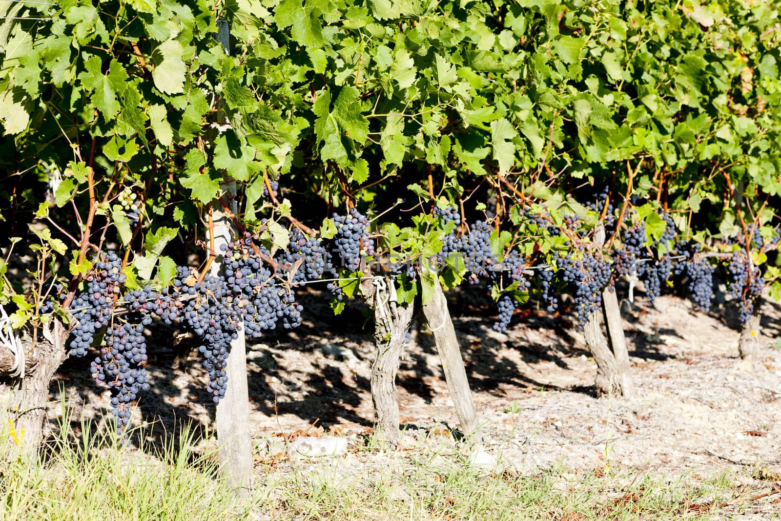 vineyard with blue grapes in Bordeaux Region, Aquitaine, France by phbcz