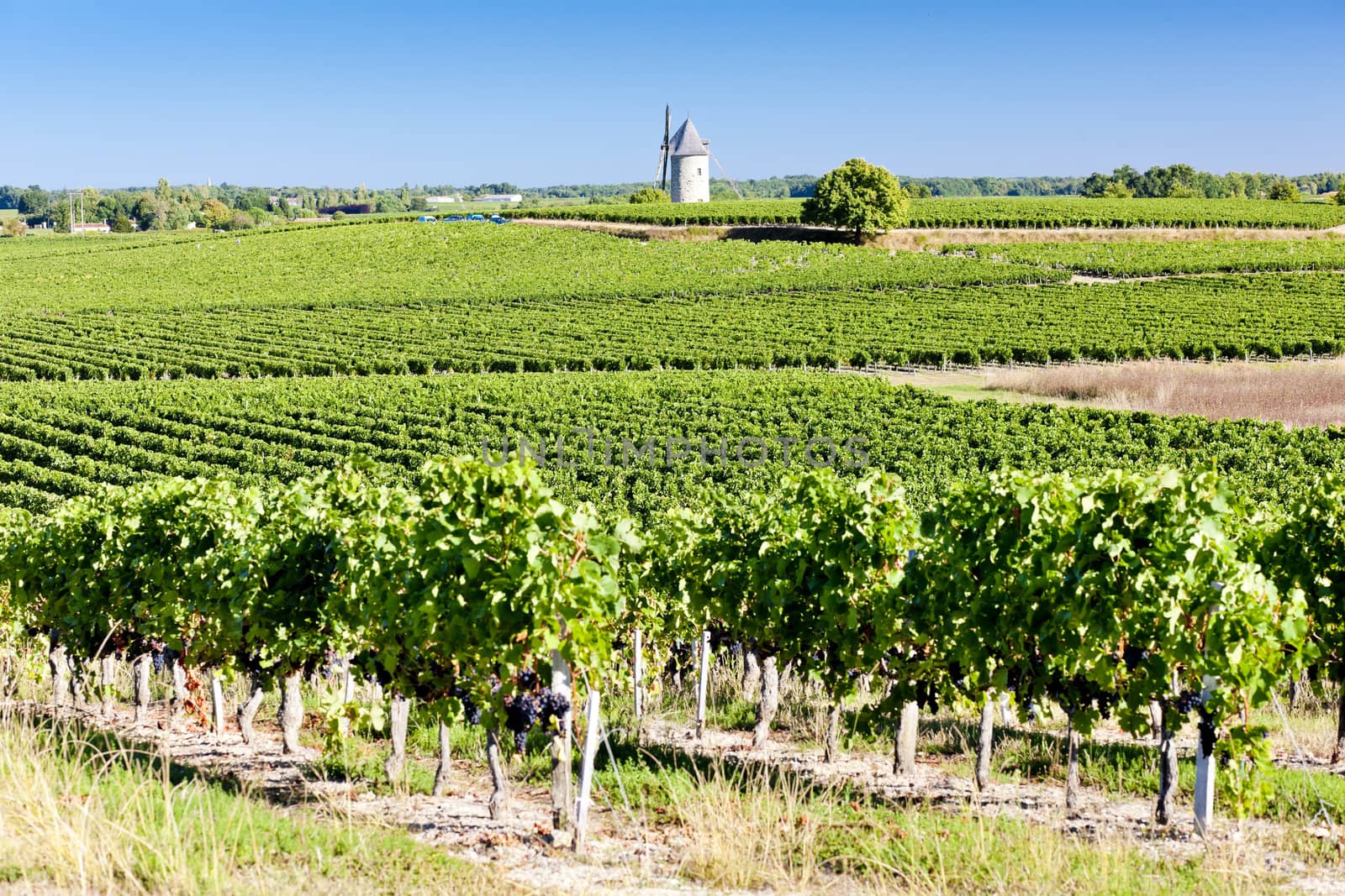 vineyard with windmill near Blaignan, Bordeaux Region, France