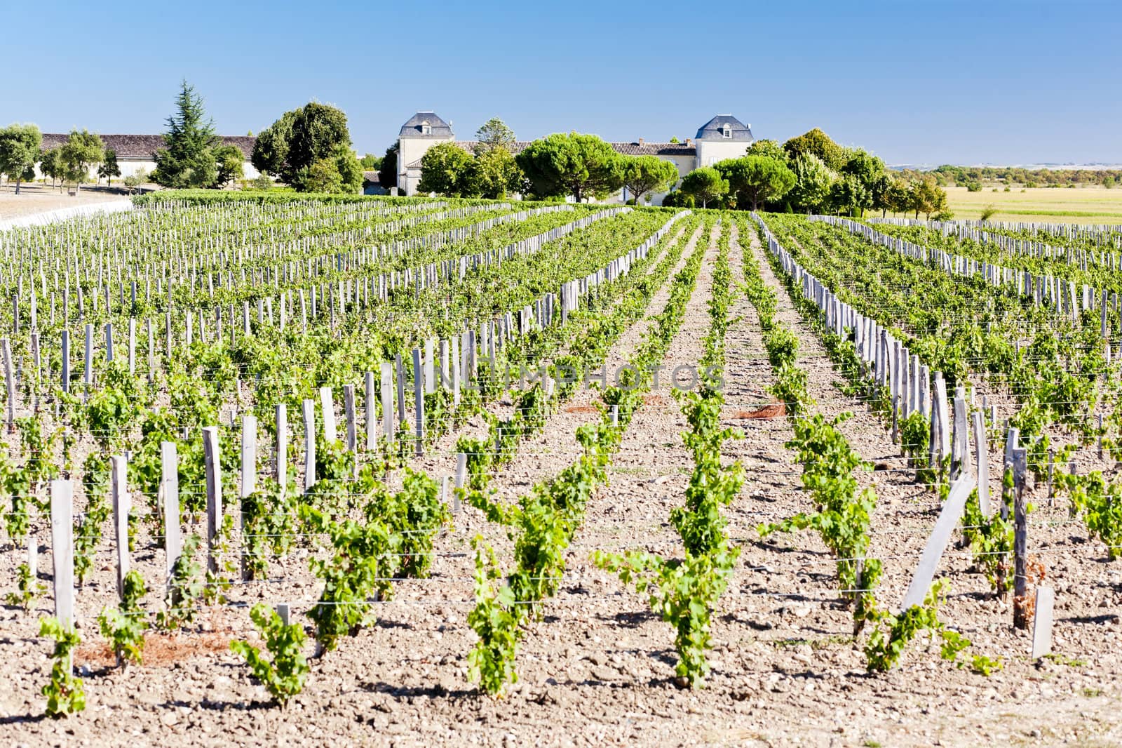vineyard and Chateau Calon-Segur, Saint-Estephe, Bordeaux Region, France