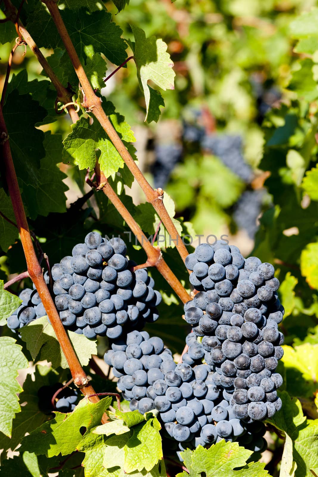 blue grape in Bordeaux Region, Aquitaine, France by phbcz