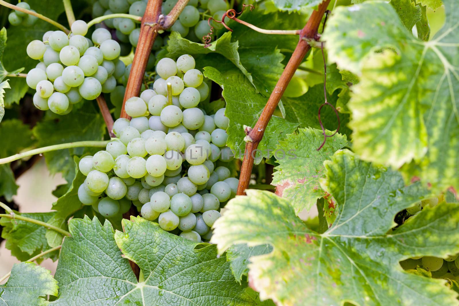 white grape in Sauternes Region, Aquitaine, France by phbcz