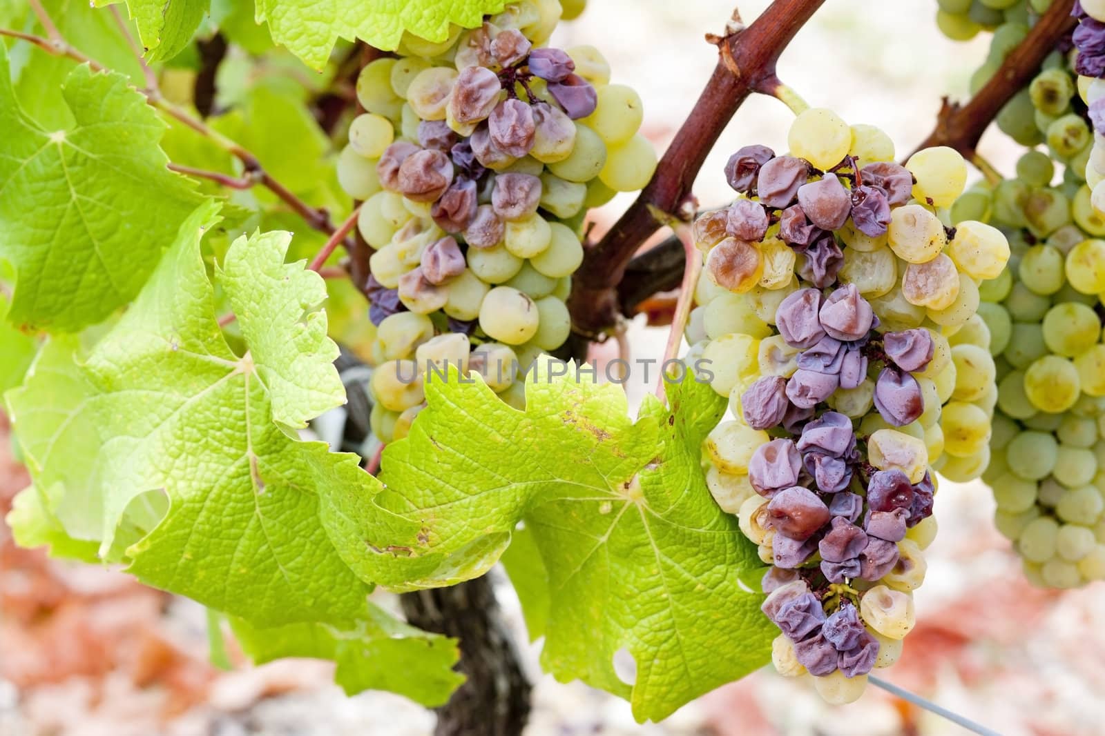 white grape in Sauternes Region, Aquitaine, France