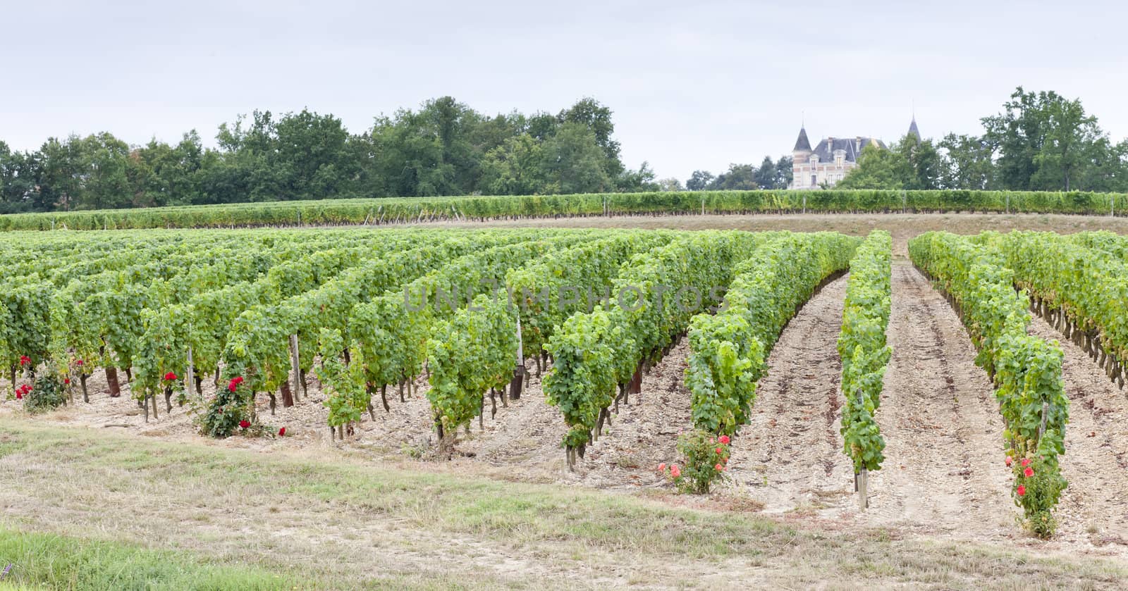 vineyard, Sauternes Region, France