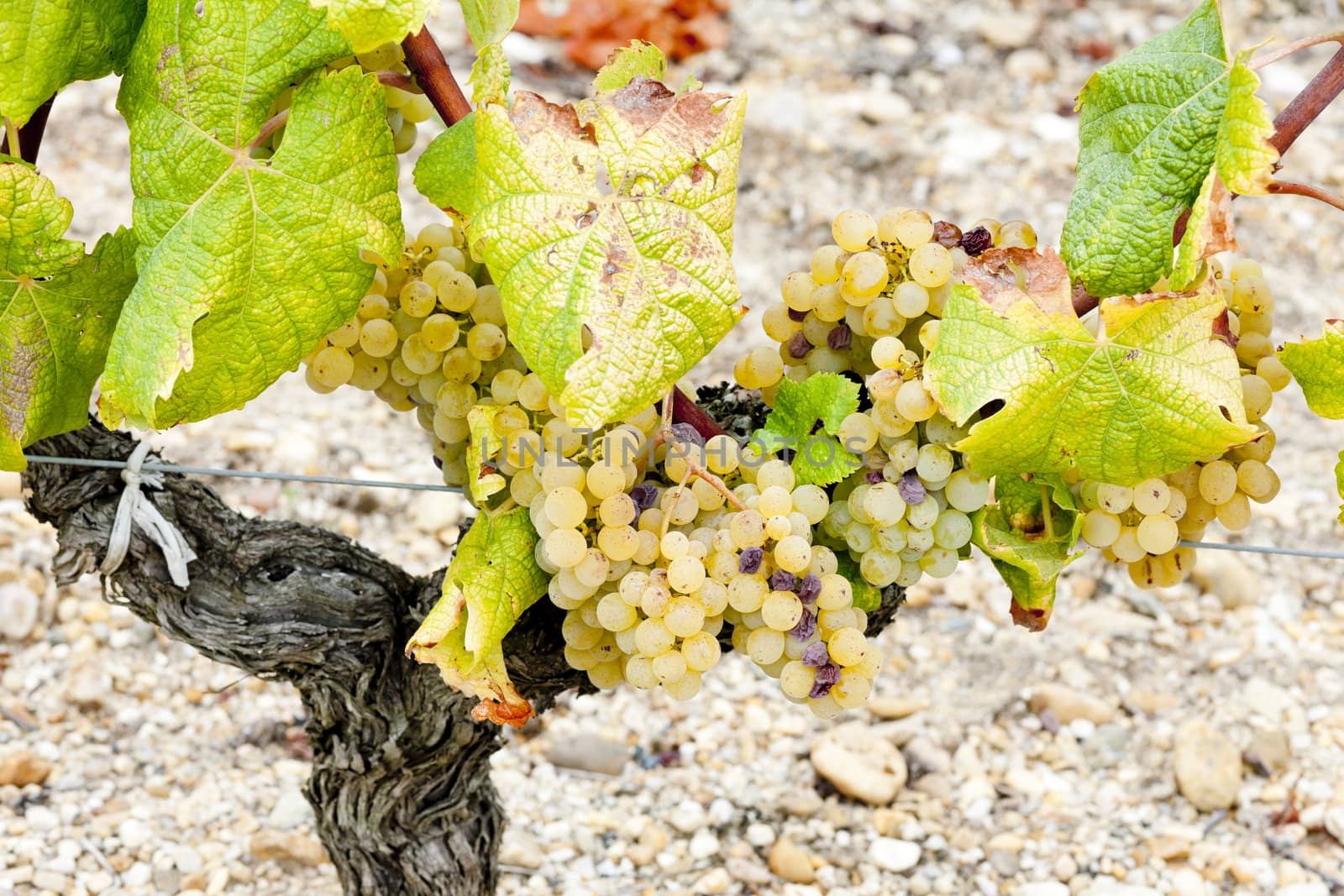 white grape in Sauternes Region, Aquitaine, France by phbcz