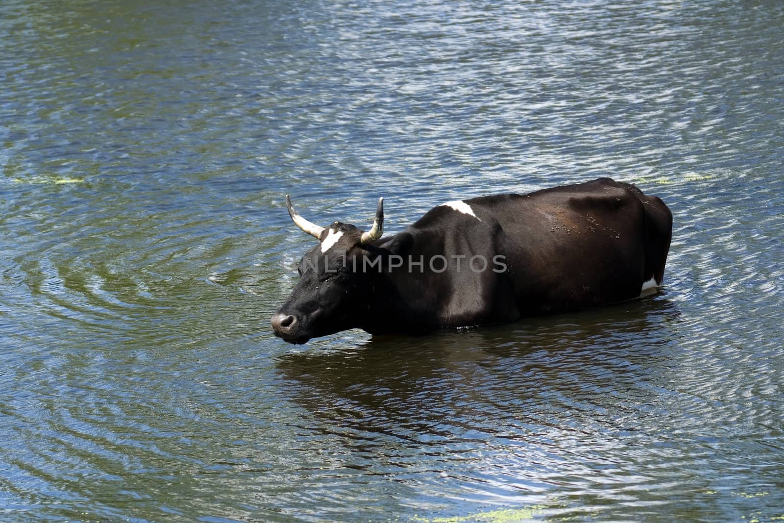 black bull saved from heat in a pond