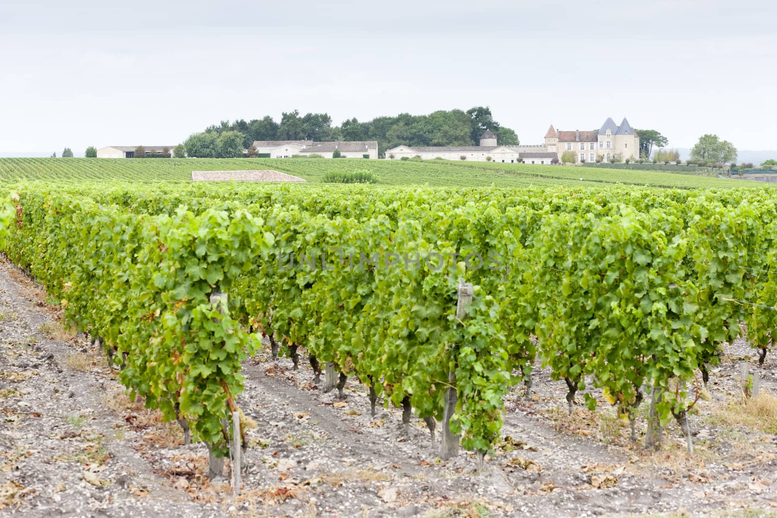 vineyard and Chateau d'Yquem, Sauternes Region, France