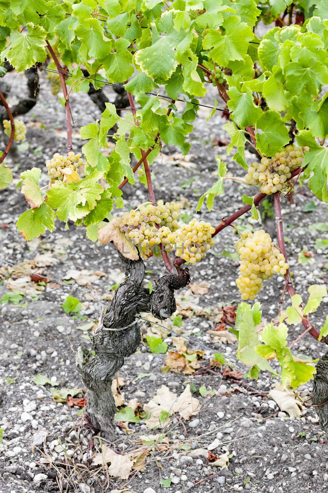 white grape in vineyard, Sauternes Region, Aquitaine, France