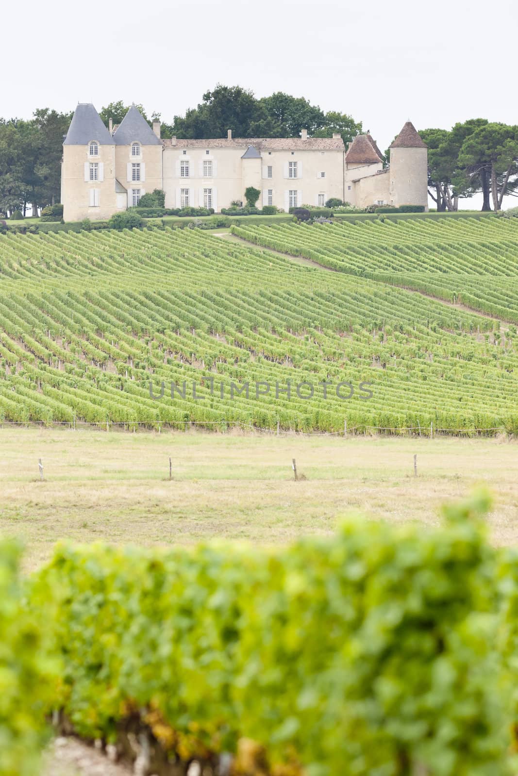 vineyard and Chateau d'Yquem, Sauternes Region, France by phbcz