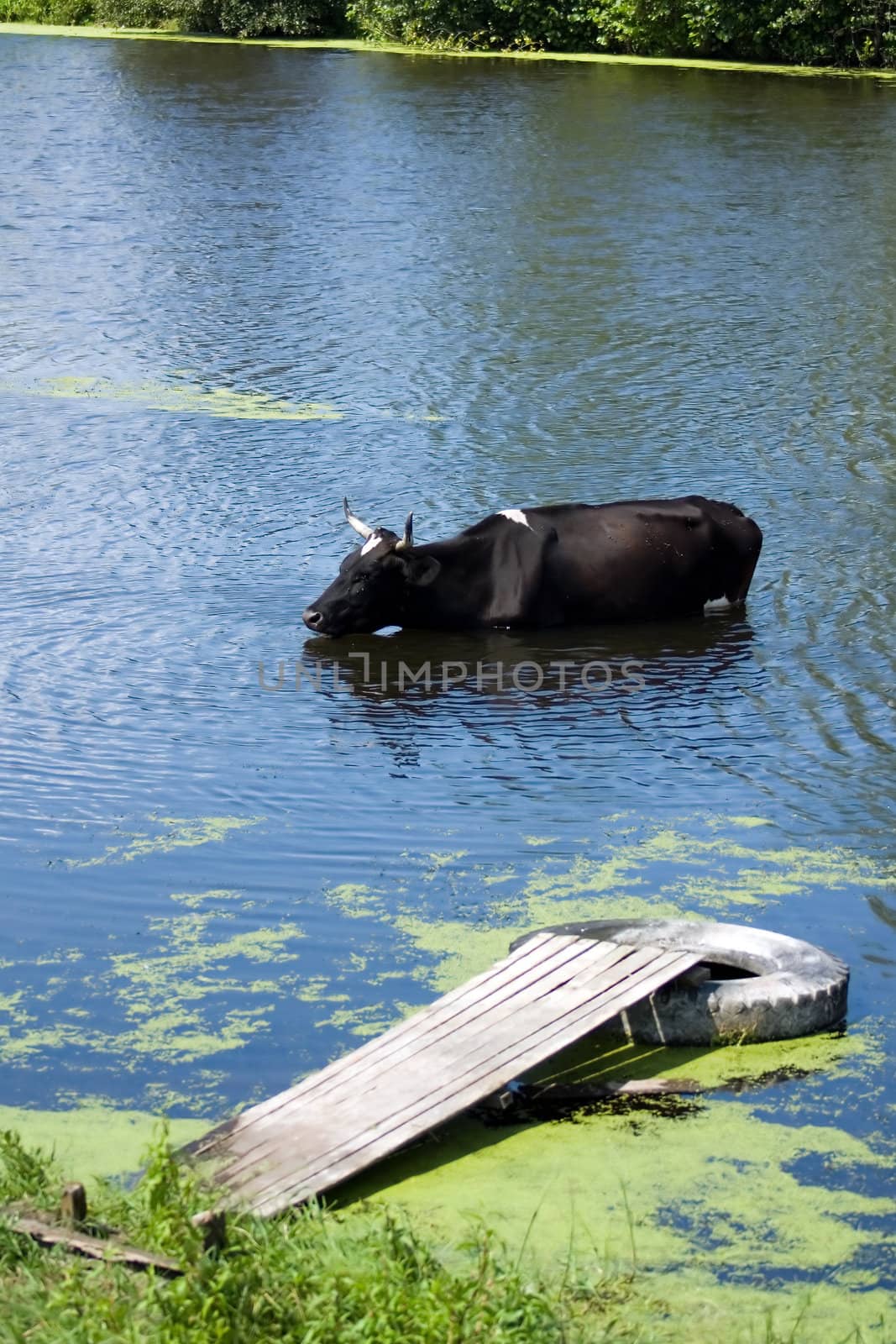 black bull saved from heat in a pond