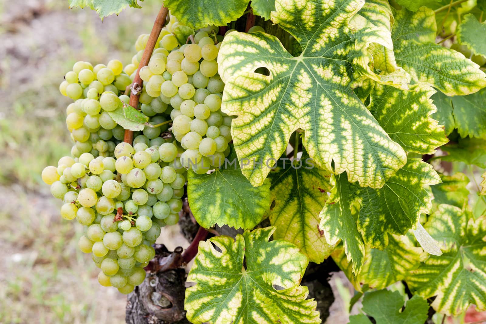 white grape in Sauternes Region, Aquitaine, France by phbcz