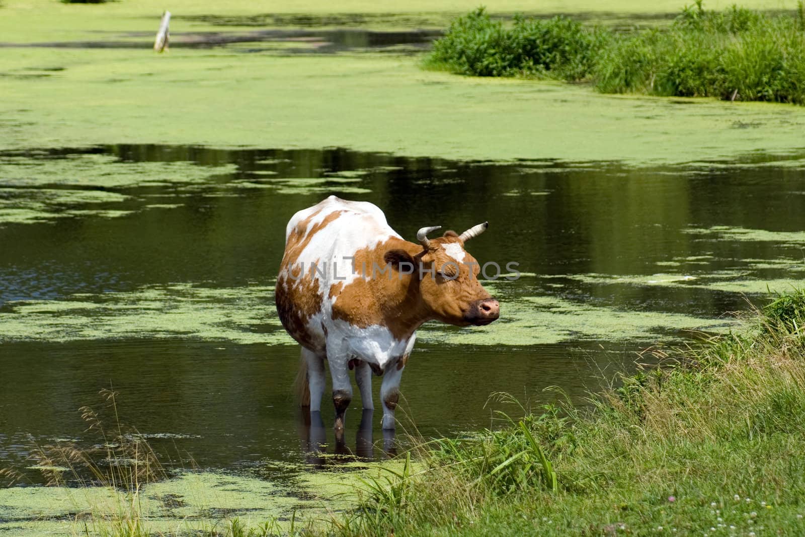 Cow saved from heat in a pond