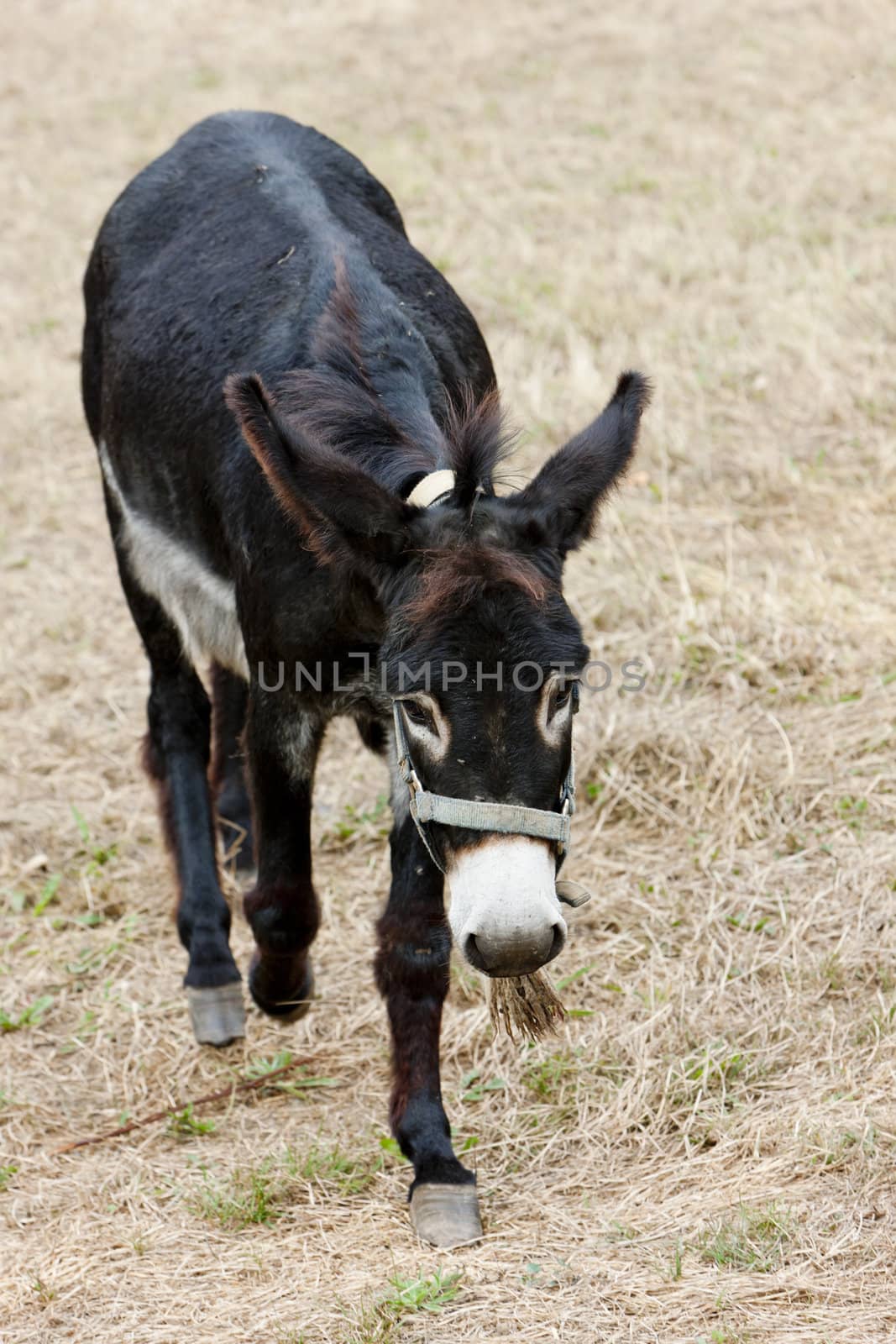 donkey, Navarre, Spain