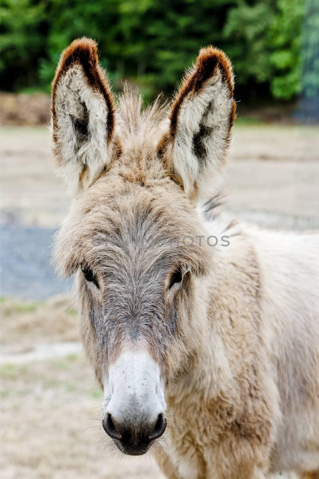 donkey, Navarre, Spain by phbcz