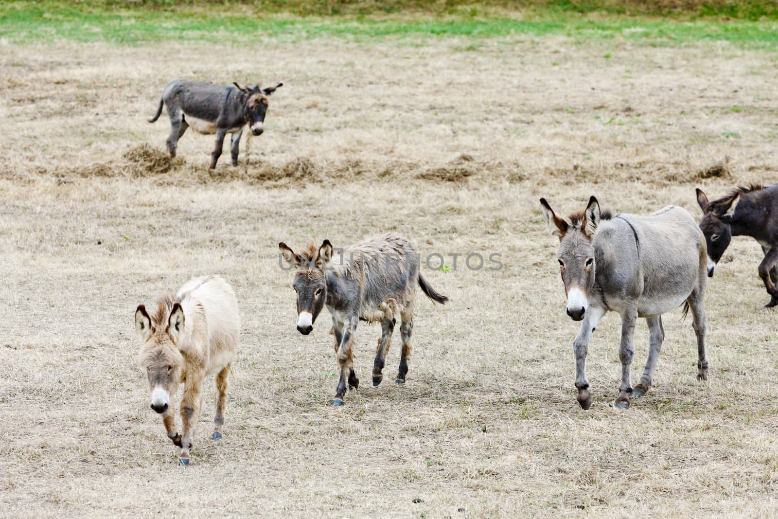 donkeys, Navarre, Spain