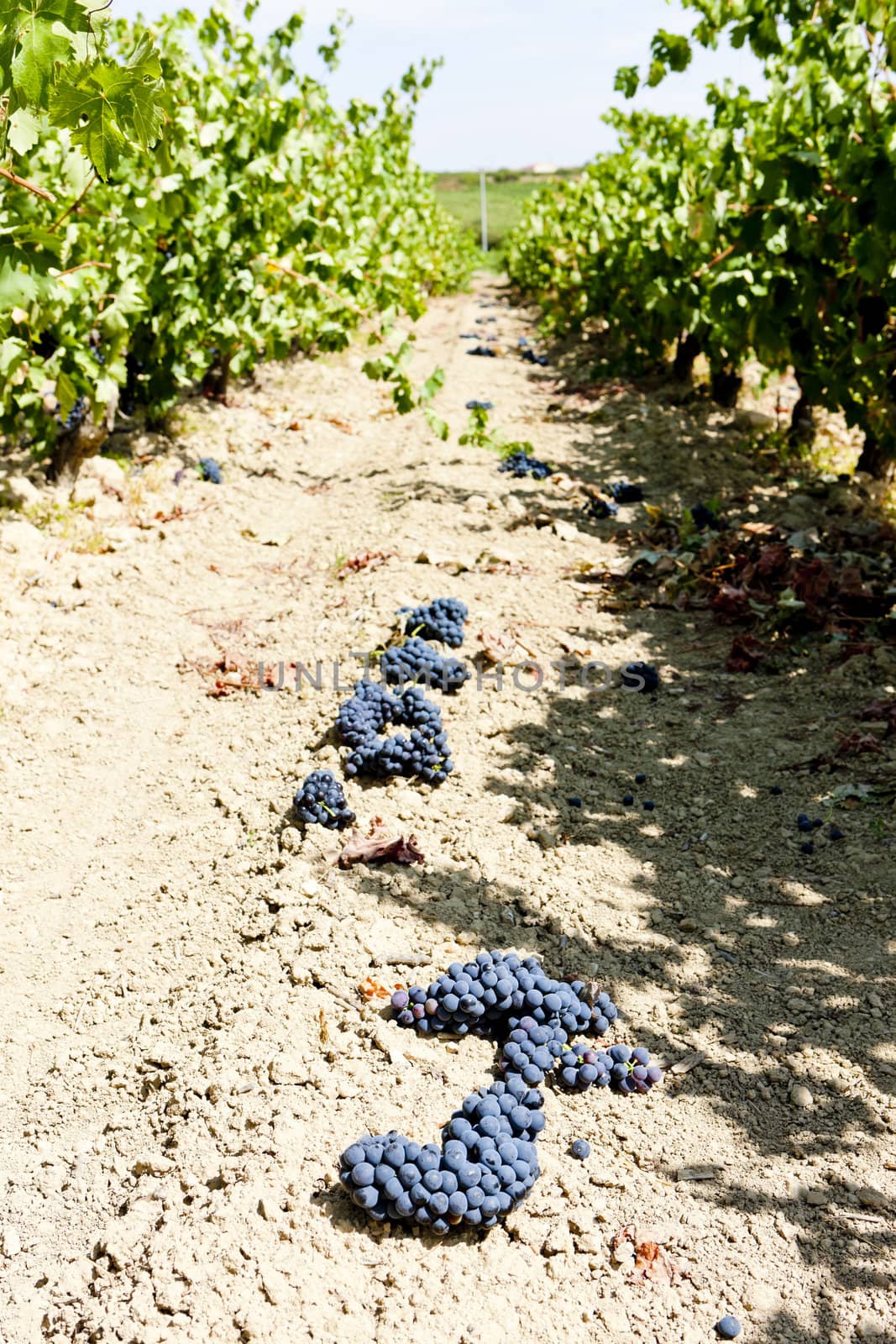 vineyard with blue grapes, La Rioja, Spain by phbcz