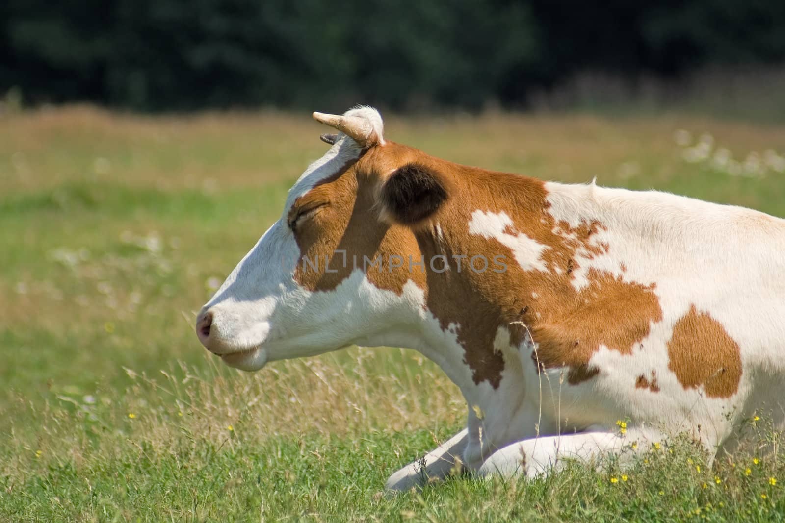 White-brown cow lies on the pasture
