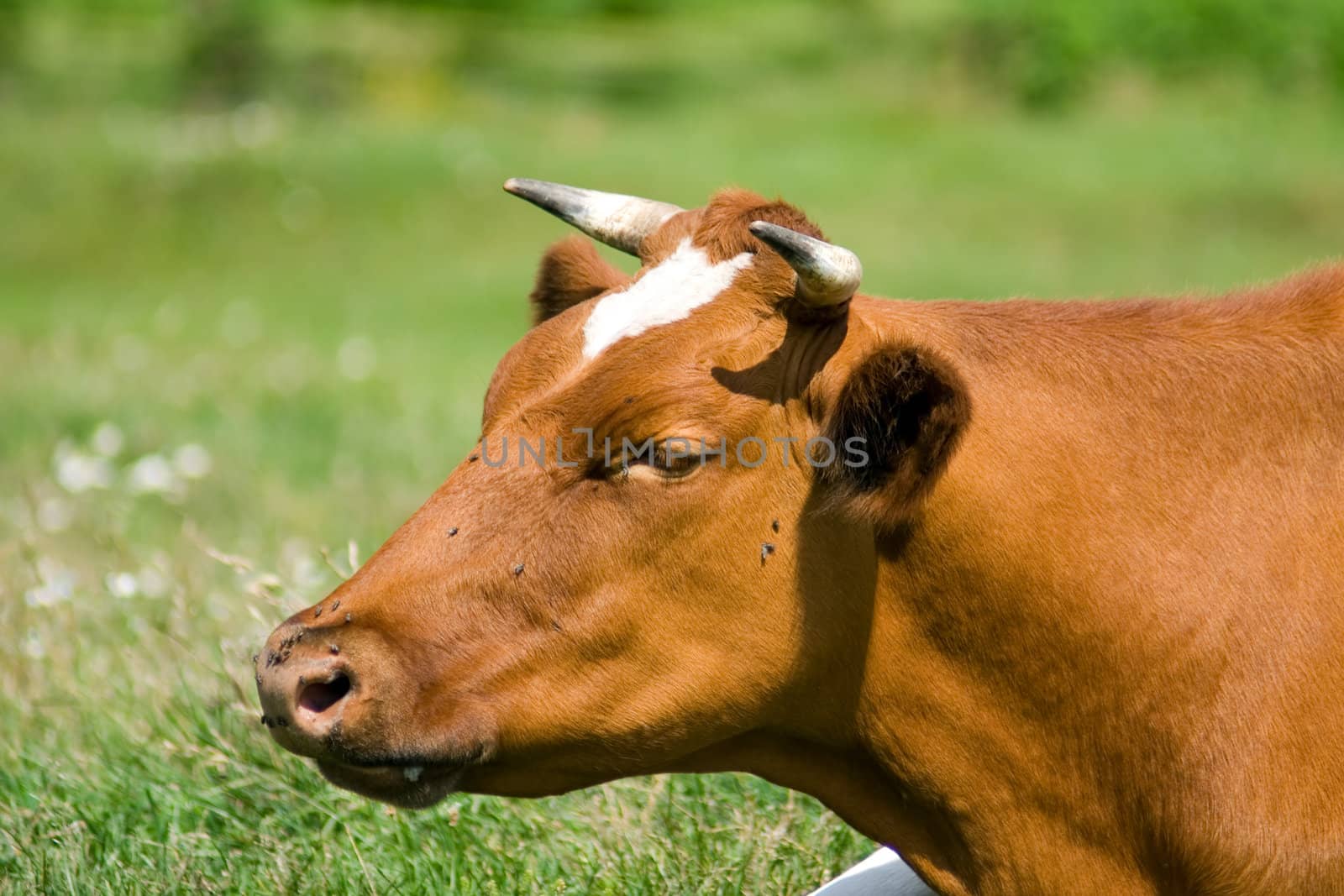 White-brown cow lies on the pasture