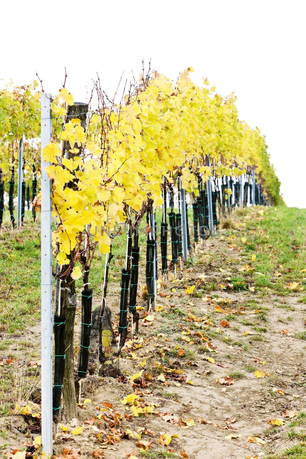 vineyard in autumn, Czech Republic