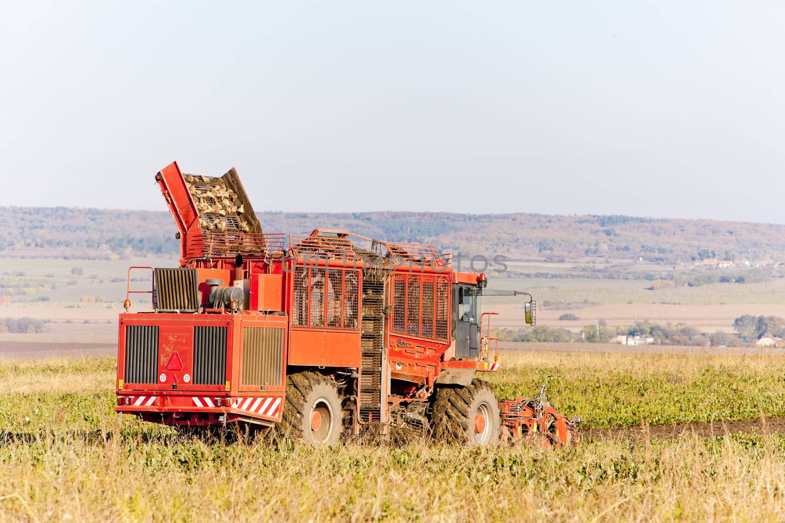 wine harvest, Czech Republic by phbcz