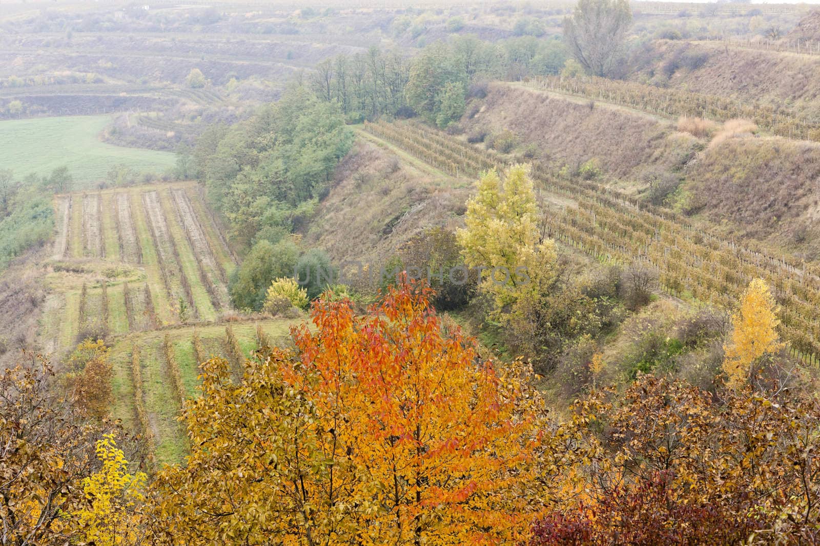 vineyards in autumn, Czech Republic by phbcz