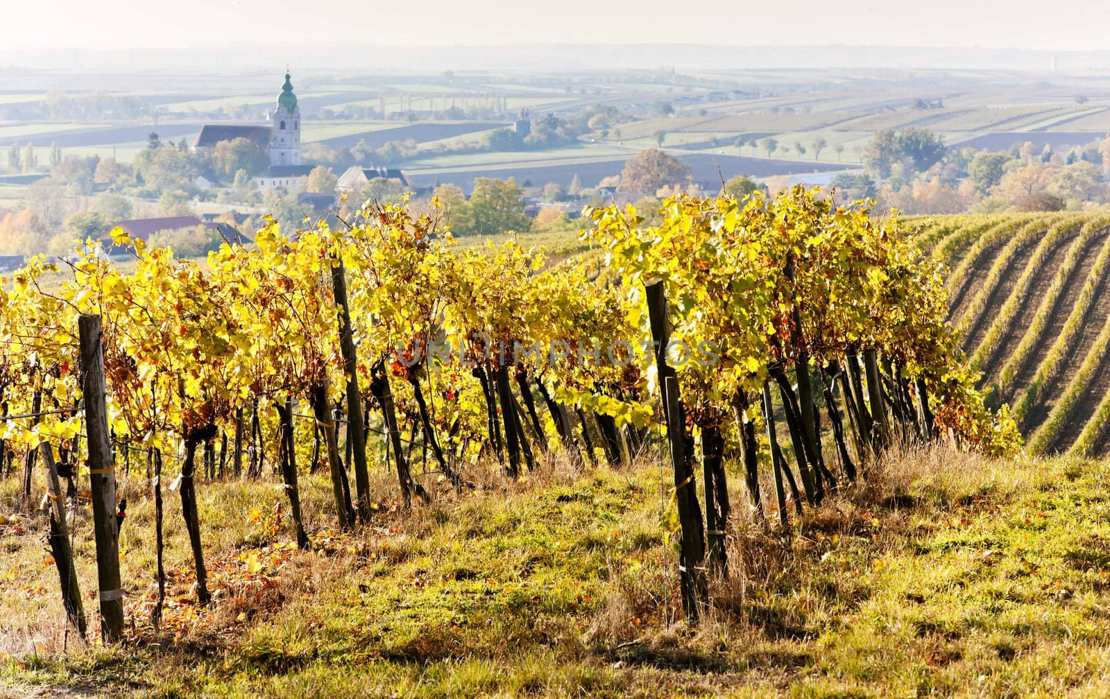 vineyards in autumn, Unterretzbach, Lower Austria, Austria