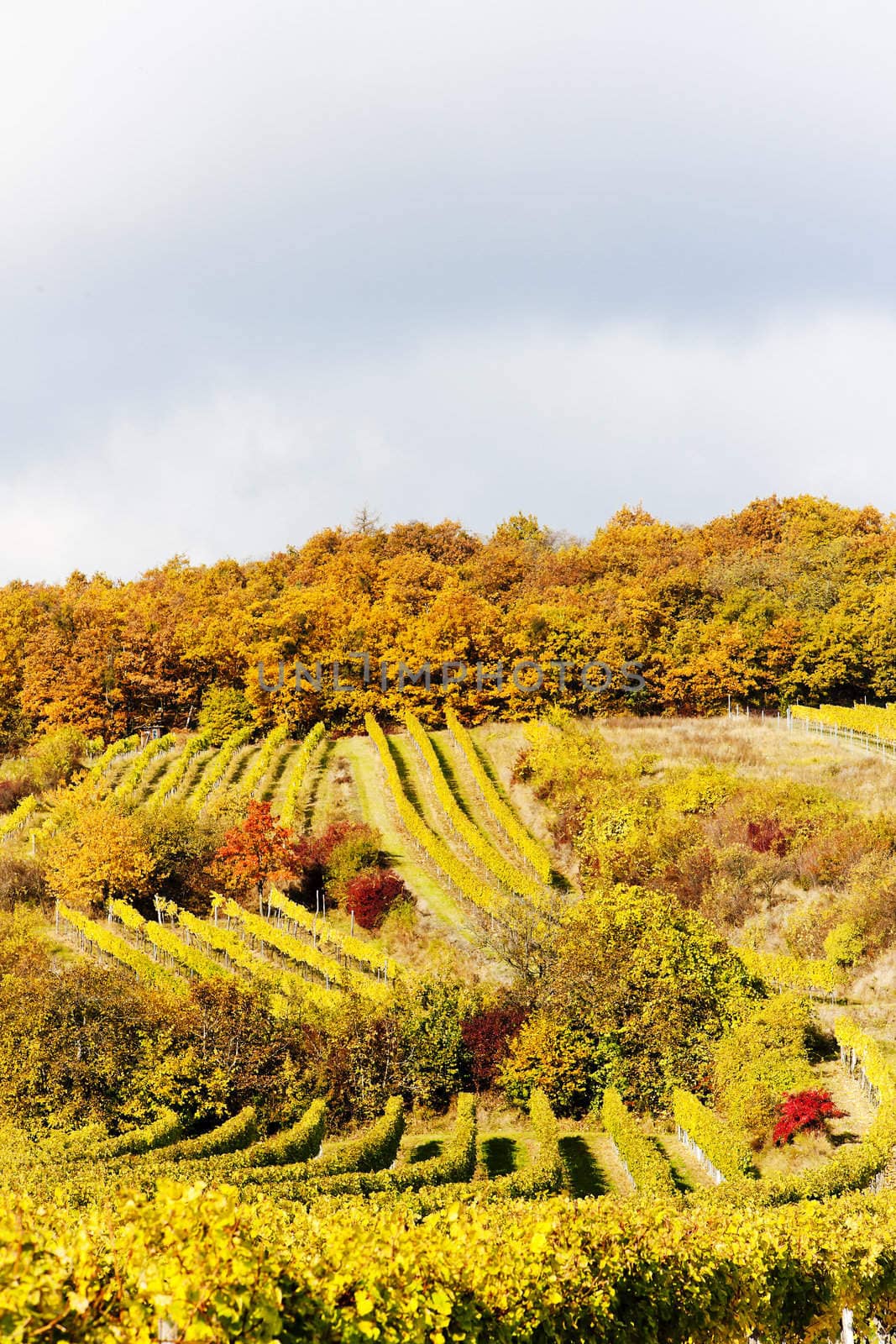 autumnal vineyards in Retz region, Lower Austria, Austria