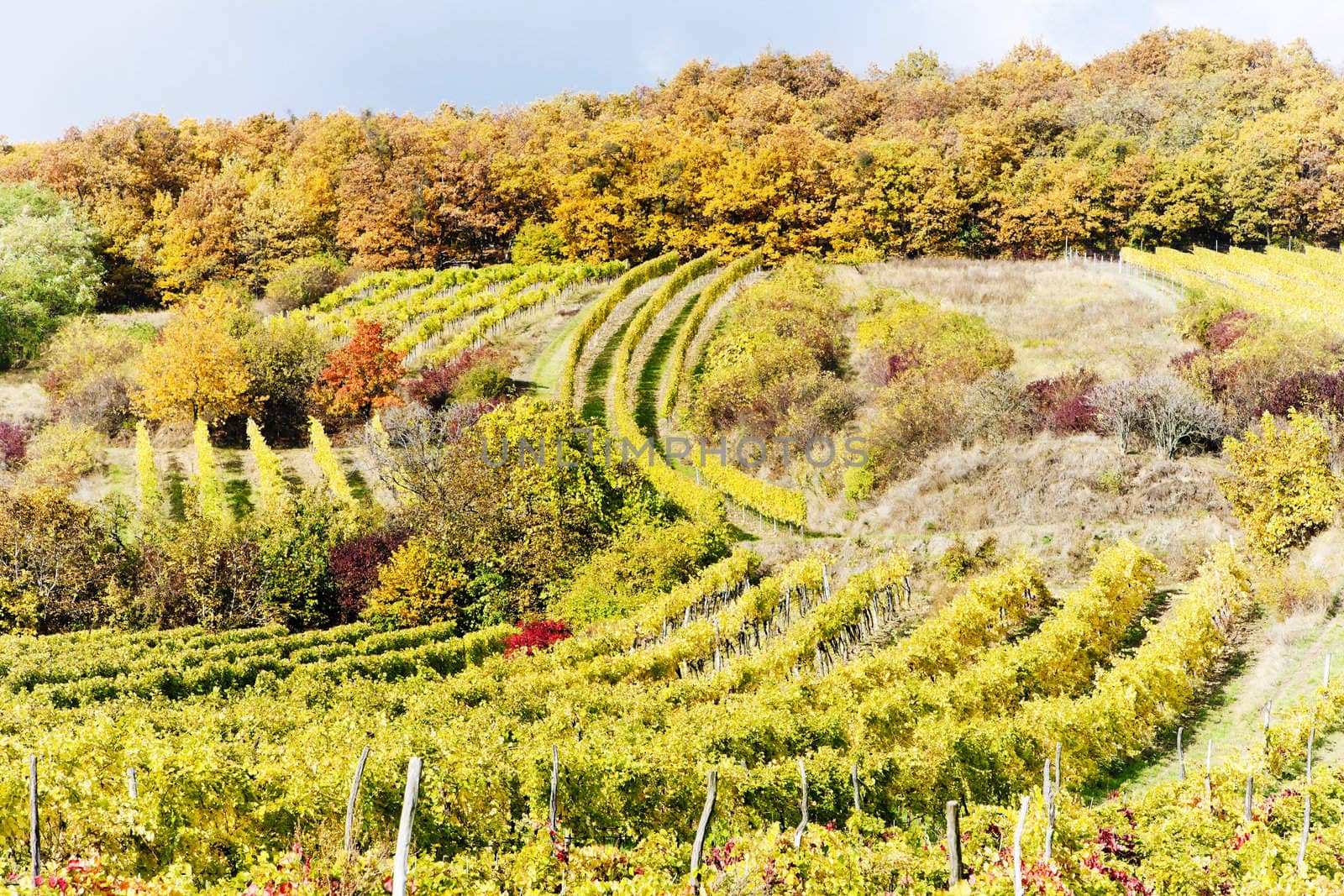 autumnal vineyards in Retz region, Lower Austria, Austria by phbcz