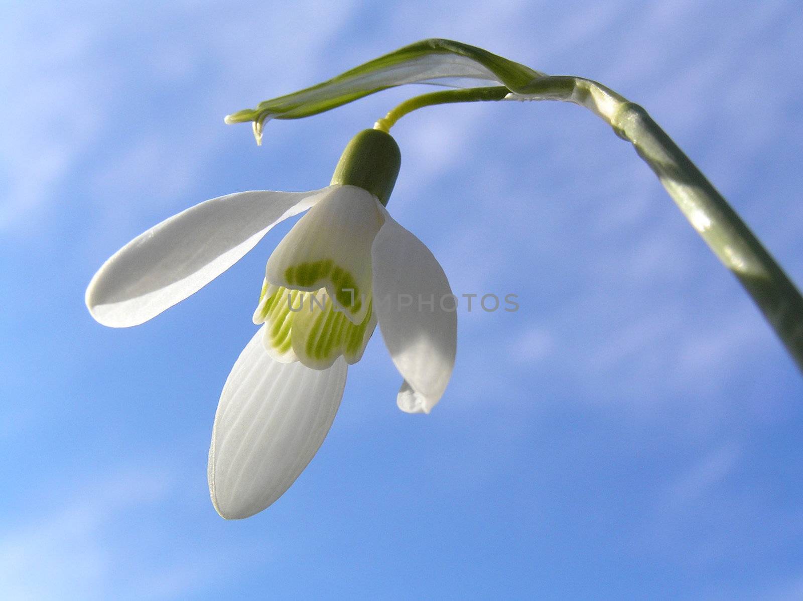 Spring flower from underneath.