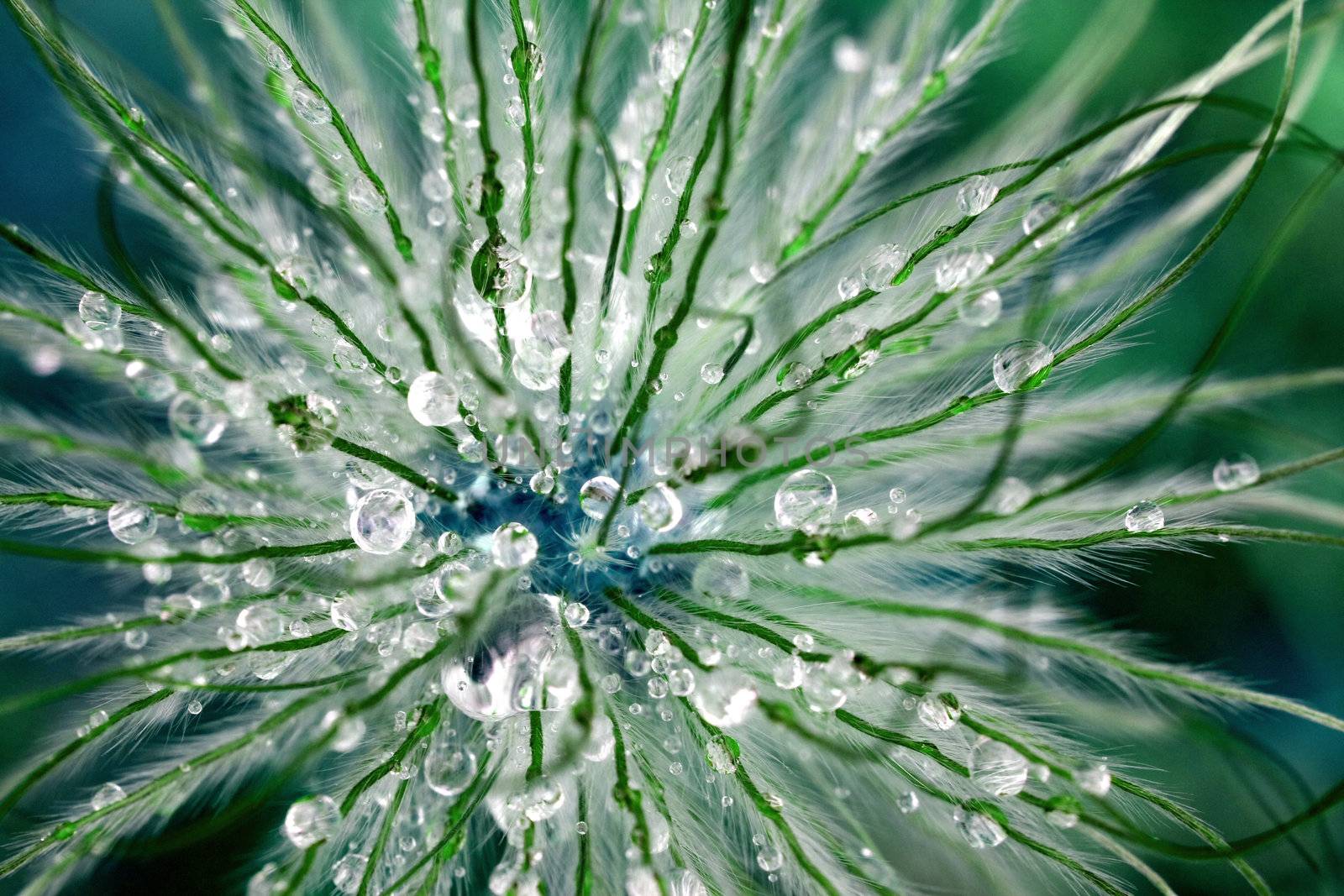 Macro shot of flower head in morning dew. Space colors.