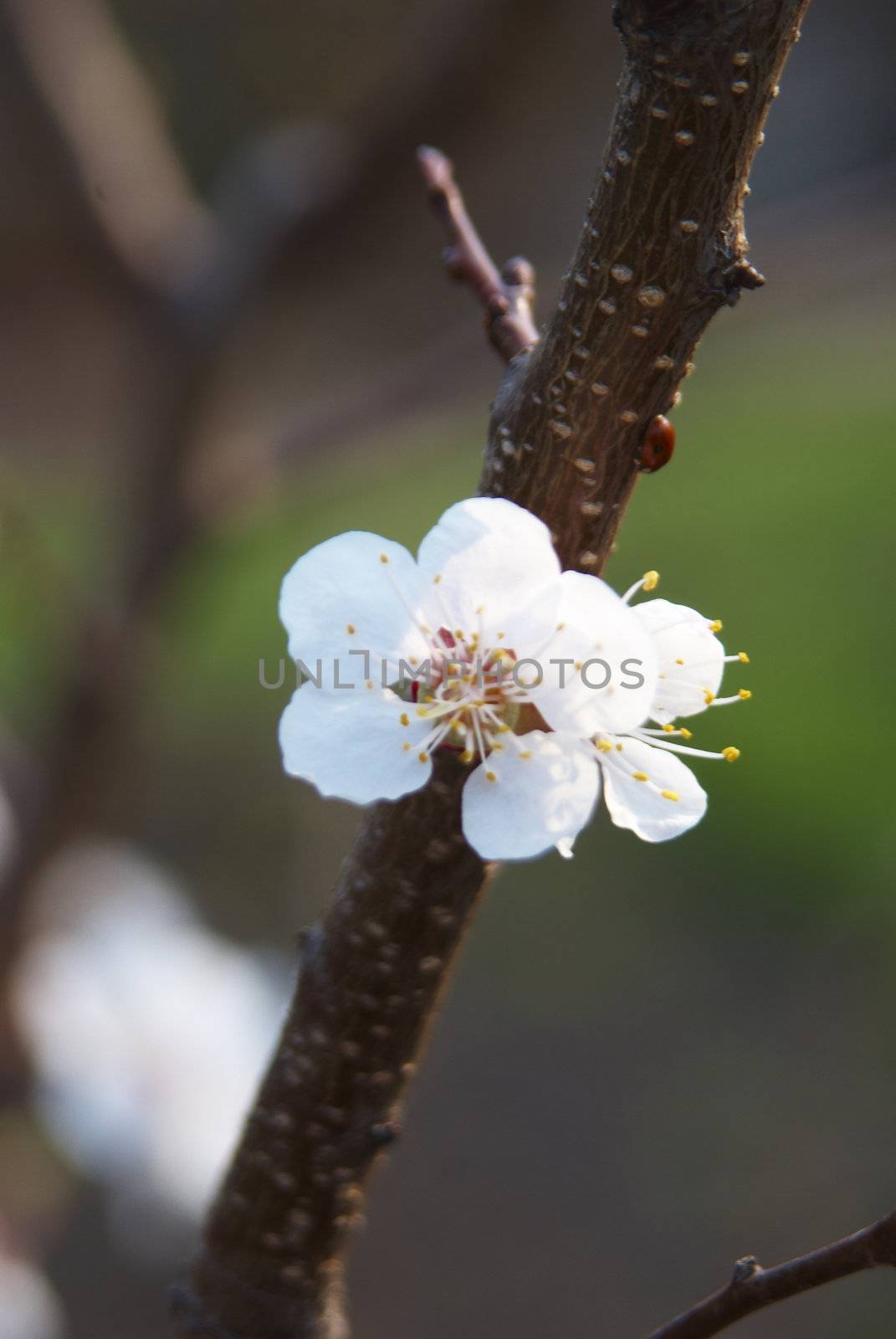 branch of a flowering apricot